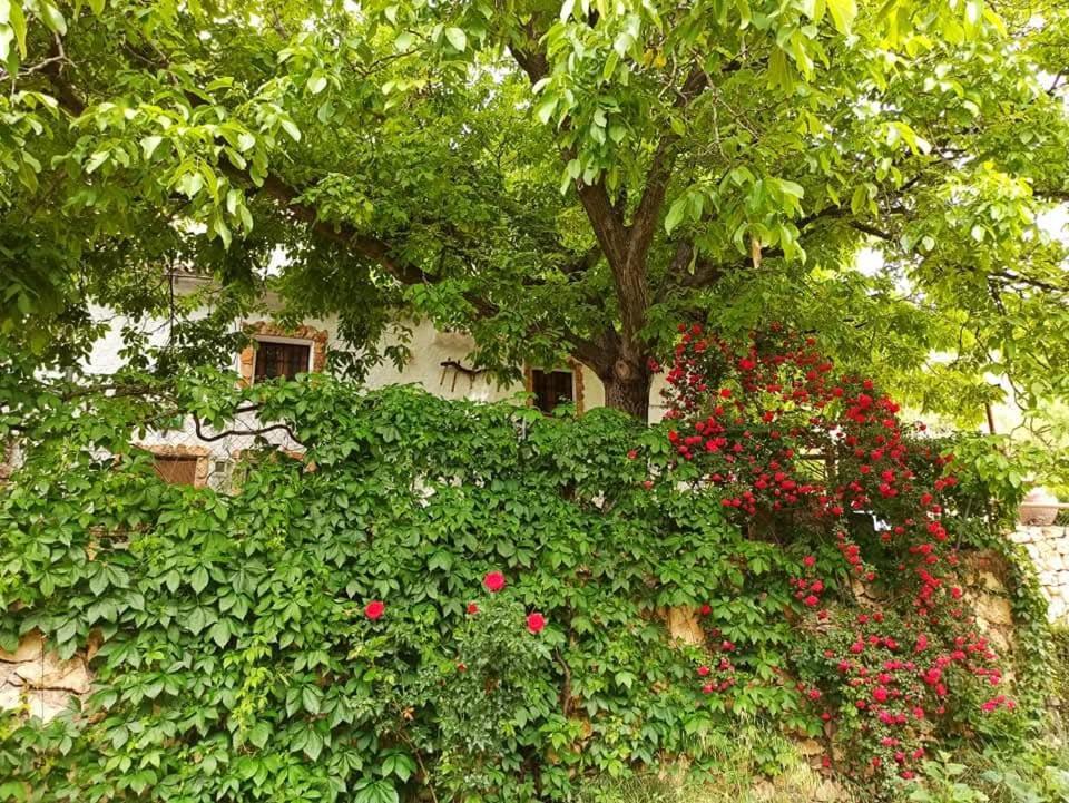 Cortijo Ramon Petra Guest House Nerpio Ngoại thất bức ảnh